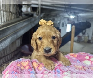 Golden Retriever Puppy for sale in WITHEE, WI, USA