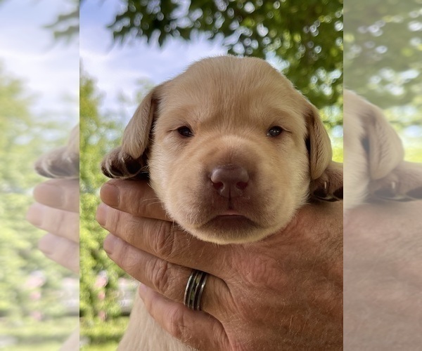 Medium Photo #2 Labrador Retriever Puppy For Sale in BROWNS VALLEY, CA, USA