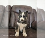 Small Photo #2 Siberian Husky Puppy For Sale in INMAN, SC, USA
