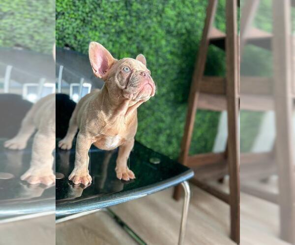 Medium Photo #16 French Bulldog Puppy For Sale in BELLAIRE, TX, USA