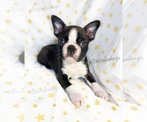 Boston Terrier Puppy for Sale in ODENVILLE, Alabama USA