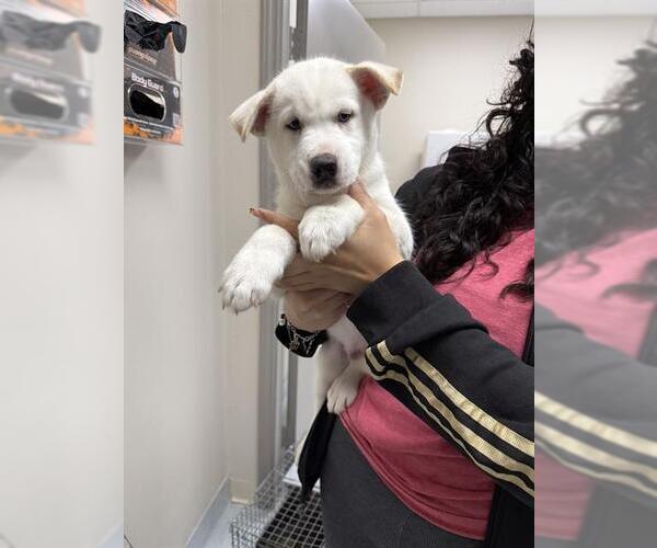 Medium Photo #1 Siberian Husky-Unknown Mix Puppy For Sale in Pasadena, TX, USA