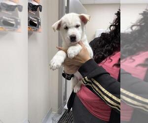 Siberian Husky-Unknown Mix Dogs for adoption in Pasadena, TX, USA