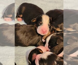 Bernese Mountain Dog Puppy for sale in WHITEWOOD, SD, USA