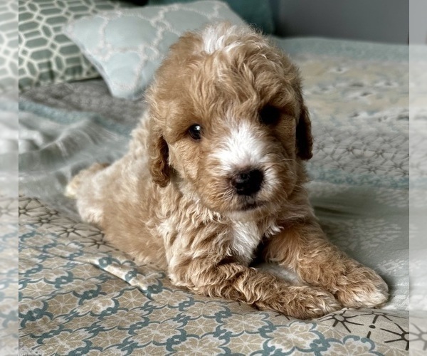 Medium Photo #10 Goldendoodle (Miniature) Puppy For Sale in PENSACOLA, FL, USA