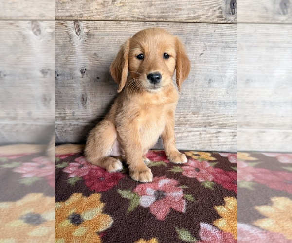 Medium Photo #1 Golden Retriever Puppy For Sale in VERMONTVILLE, MI, USA