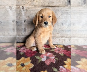 Golden Retriever Puppy for Sale in VERMONTVILLE, Michigan USA