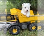 Small #3 Maltese
