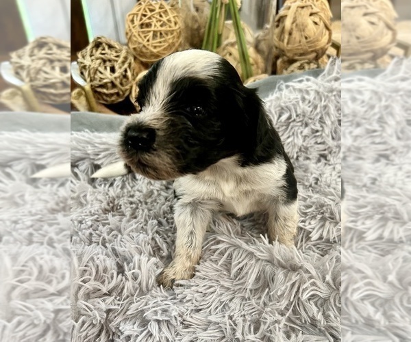 Medium Photo #3 Portuguese Water Dog Puppy For Sale in BAYTOWN, TX, USA