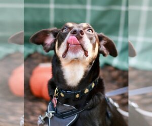 Australian Shepherd-Doberman Pinscher Mix Dogs for adoption in Holly Springs, NC, USA
