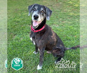 Labrador Retriever-Unknown Mix Dogs for adoption in Irvine, CA, USA