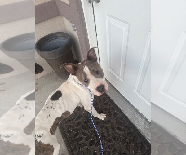 Medium Photo #3 American Pit Bull Terrier Puppy For Sale in Great Bend, KS, USA