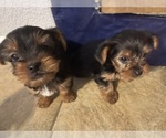 Small #3 Yorkshire Terrier