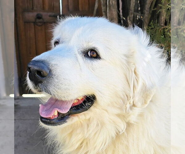 Medium Photo #1 Great Pyrenees-Unknown Mix Puppy For Sale in Albuquerque, NM, USA