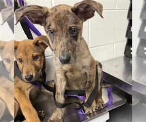 German Shepherd Dog-Unknown Mix Dogs for adoption in San Bernardino, CA, USA