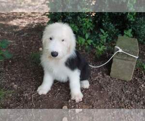 Old English Sheepdog Puppy for Sale in CHARLESTON, Tennessee USA