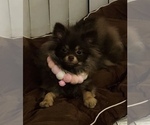 Image preview for Ad Listing. Nickname: Cocoa