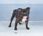 Small #1 Bulldog