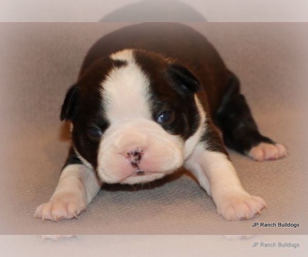Medium Photo #4 Boston Terrier Puppy For Sale in WINNSBORO, TX, USA