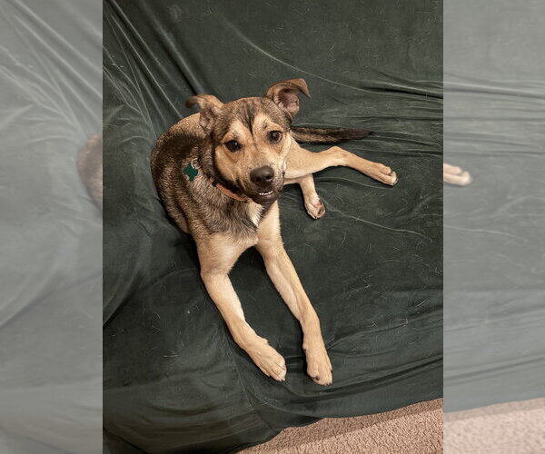 Medium Photo #3 American Pit Bull Terrier-Siberian Husky Mix Puppy For Sale in Springdale, PA, USA