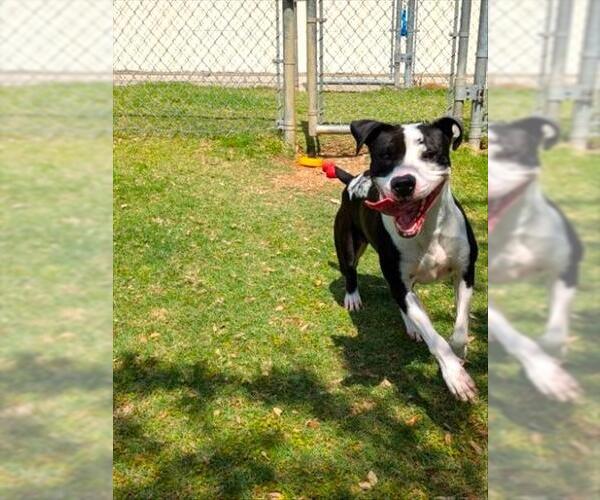 Medium Photo #2 American Pit Bull Terrier-Unknown Mix Puppy For Sale in Texas City, TX, USA