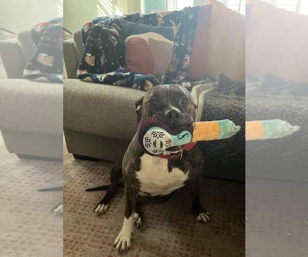 Medium Photo #1 Boxer-Unknown Mix Puppy For Sale in Fenton, MO, USA