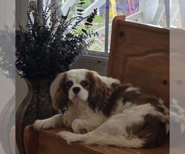 Medium Photo #10 Cavalier King Charles Spaniel Puppy For Sale in LAURENS, SC, USA