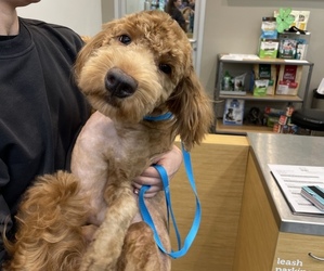 Goldendoodle (Miniature) Puppy for sale in CHARLOTTE, NC, USA