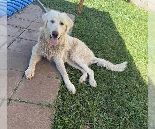 Medium Photo #4 Great Pyrenees Puppy For Sale in Spring, TX, USA