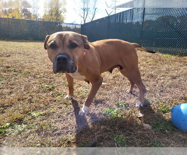 Medium Photo #1 Staffordshire Bull Terrier-Unknown Mix Puppy For Sale in Springfield, MA, USA