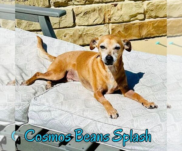 Medium Photo #3 Chiweenie Puppy For Sale in San Antonio, TX, USA