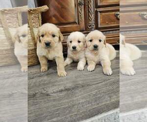 English Cream Golden Retriever Puppy for sale in SACRAMENTO, CA, USA