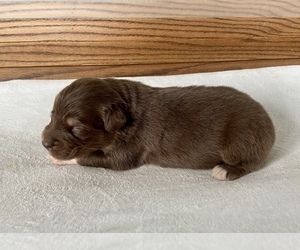 Australian Shepherd Puppy for sale in LODA, IL, USA