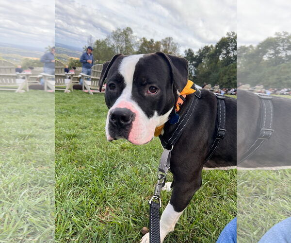 Medium Photo #14 Mutt Puppy For Sale in Alexandria, VA, USA