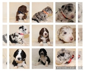 Aussiedoodle Puppy for sale in LAUREL, MS, USA