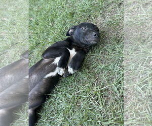 Mountain Cur-Unknown Mix Dogs for adoption in Redfield, AR, USA