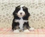 Small #2 Miniature Bernedoodle