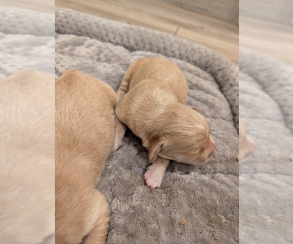 Medium Photo #6 English Cream Golden Retriever Puppy For Sale in SACRAMENTO, CA, USA