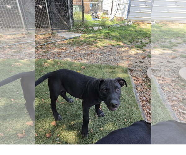 Medium Photo #2 Staffordshire Bull Terrier-Unknown Mix Puppy For Sale in Tracy City, TN, USA