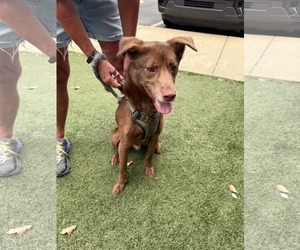 Australian Kelpie-Labrador Retriever Mix Dogs for adoption in Holly Springs, NC, USA