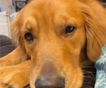 Small Photo #1 Golden Retriever Puppy For Sale in MOORESVILLE, NC, USA
