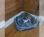 Small American Staffordshire Terrier Mix