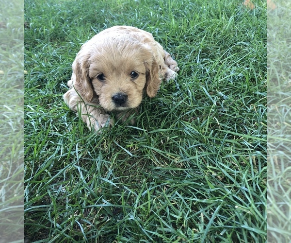 Medium Photo #3 Cavapoo Puppy For Sale in CONCORD, IN, USA