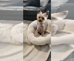 Small Photo #8 Yorkshire Terrier Puppy For Sale in PALMDALE, CA, USA