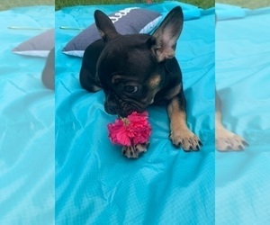 Medium French Bulldog