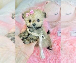 Pomapoo (Toy) Litter for sale in PEMBROKE PINES, FL, USA