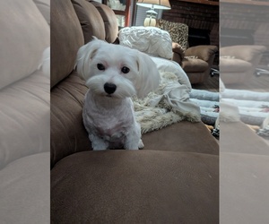 Maltichon Puppy for sale in RICHMOND, KY, USA