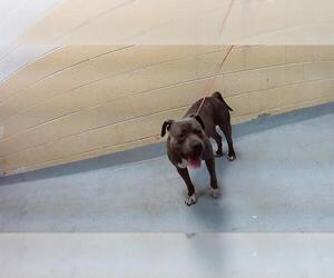 American Pit Bull Terrier-Unknown Mix Dogs for adoption in Tulsa, OK, USA