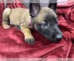 Small Photo #126 Belgian Malinois Puppy For Sale in REESEVILLE, WI, USA