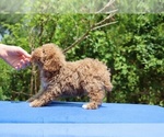 Small #28 Poodle (Toy)